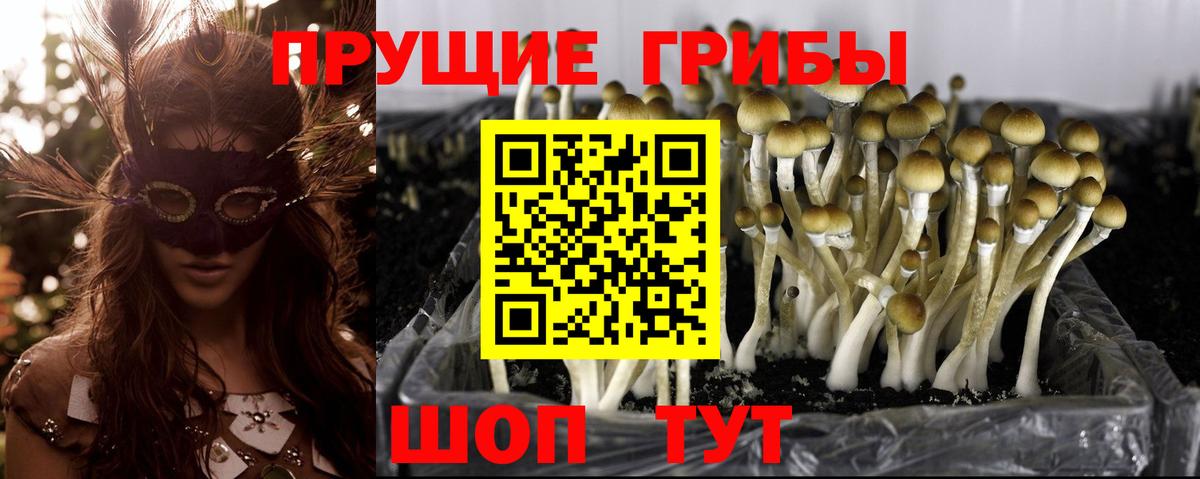 Псилоцибиновые грибы мицелий Дербент
